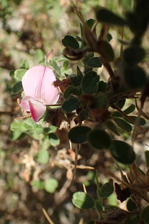 Ononis spinosa subsp. antiquorum \ Vieldornige Hauhechel / Thorny Restharrow, Prickly Restharrow, GR Euboea (Evia), Drimona 27.8.2017