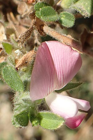 Ononis spinosa subsp. antiquorum \ Vieldornige Hauhechel / Thorny Restharrow, Prickly Restharrow, GR Euboea (Evia), Drimona 27.8.2017