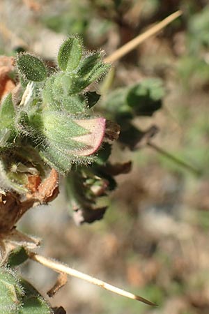 Ononis spinosa subsp. antiquorum \ Vieldornige Hauhechel / Thorny Restharrow, Prickly Restharrow, GR Euboea (Evia), Drimona 27.8.2017