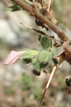Ononis spinosa subsp. antiquorum \ Vieldornige Hauhechel / Thorny Restharrow, Prickly Restharrow, GR Euboea (Evia), Drimona 27.8.2017