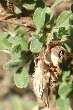 Ononis spinosa subsp. antiquorum \ Vieldornige Hauhechel / Thorny Restharrow, Prickly Restharrow, GR Euboea (Evia), Drimona 27.8.2017
