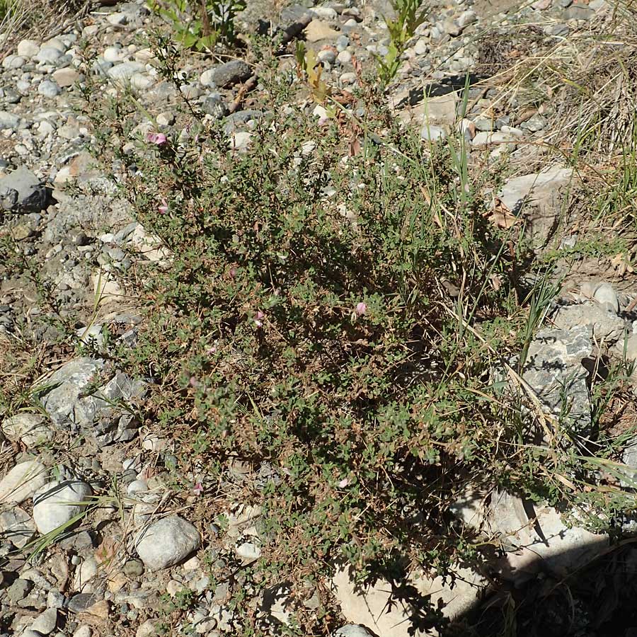 Ononis spinosa subsp. antiquorum \ Vieldornige Hauhechel / Thorny Restharrow, Prickly Restharrow, GR Euboea (Evia), Drimona 27.8.2017