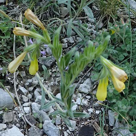 Onosma spruneri \ Spruners Lotwurz / Spruner's Goldendrop, GR Peloponnes, Saitas 22.5.2024