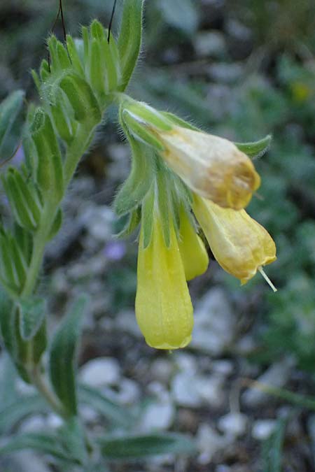 Onosma spruneri \ Spruners Lotwurz / Spruner's Goldendrop, GR Peloponnes, Saitas 22.5.2024