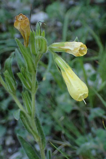 Onosma spruneri \ Spruners Lotwurz / Spruner's Goldendrop, GR Peloponnes, Saitas 22.5.2024