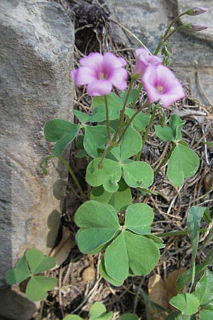 Oxalis articulata \ Gegliederter Sauerklee, Vielbltiger Sauerklee / Pink Sorrel, GR Hymettos 31.8.2007