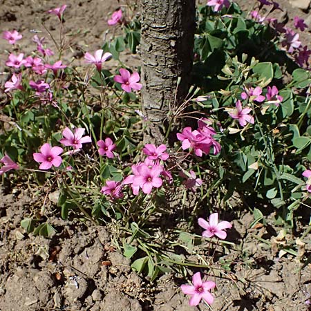 Oxalis debilis \ Brasilianischer Sauerklee / Pink Wood Sorrel, GR Hymettos 11.4.2024