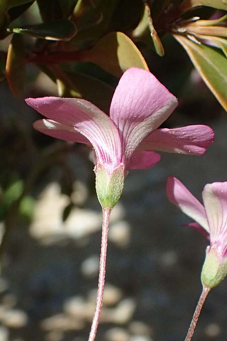 Oxalis debilis \ Brasilianischer Sauerklee / Pink Wood Sorrel, GR Hymettos 11.4.2024