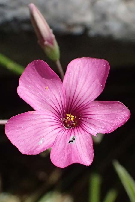Oxalis debilis \ Brasilianischer Sauerklee / Pink Wood Sorrel, GR Hymettos 11.4.2024