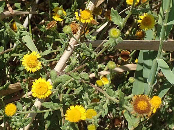 Pulicaria dysenterica \ Groes Flohkraut / Common Fleabane, GR Euboea (Evia), Kanatadika 25.8.2017