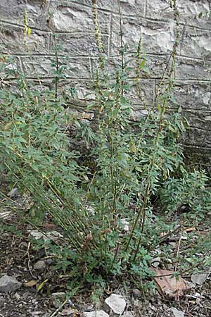 Parietaria officinalis \ Aufrechtes Glaskraut / Common Pellitory-of-the-Wall, GR Vikos 26.8.2007