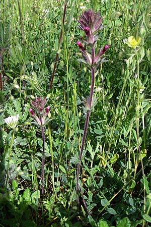 Parentucellia latifolia \ Breitbl�ttrige Parentucellia / Broadleaf Glandweed, GR Zagoria, Mikro Papingko 17.5.2008