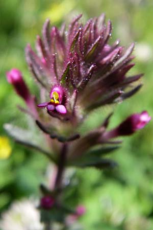 Parentucellia latifolia \ Breitbl�ttrige Parentucellia / Broadleaf Glandweed, GR Zagoria, Mikro Papingko 17.5.2008