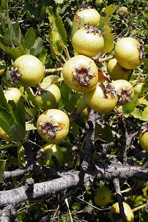 Pyrus spinosa \ Mandelbl�ttrige Birne / Almond-Leaved Pear, GR Euboea (Evia), Styra 27.8.2014