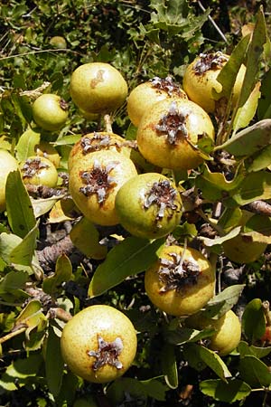 Pyrus spinosa \ Mandelbl�ttrige Birne / Almond-Leaved Pear, GR Euboea (Evia), Styra 27.8.2014