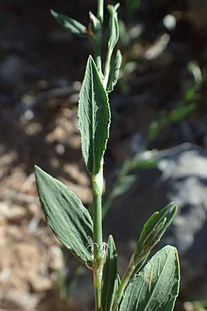 Polygonum aviculare \ Echter Vogel-Knterich / Common Knotgrass, English Knotgrass, GR Peloponnes, Stoupa 24.5.2024