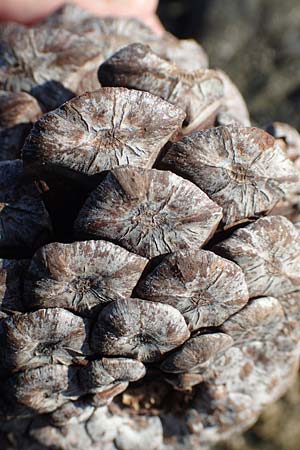 Pinus brutia \ Kalabrische Kiefer, Brutia-Kiefer / Calabrian Pine, GR Euboea (Evia), Kavos 26.8.2017
