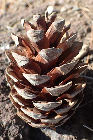 Pinus brutia \ Kalabrische Kiefer, Brutia-Kiefer / Calabrian Pine, GR Euboea (Evia), Kavos 26.8.2017