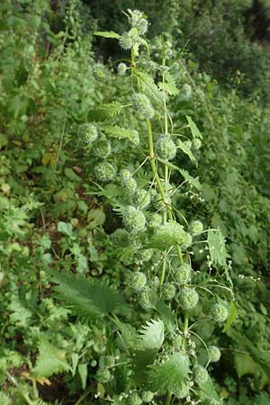 Urtica pilulifera \ Pillen-Brenn-Nessel / Roman Nettle, GR Athen, Mount Egaleo 10.4.2019