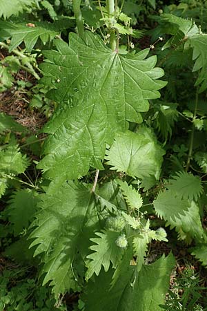 Urtica pilulifera \ Pillen-Brenn-Nessel / Roman Nettle, GR Athen, Mount Egaleo 10.4.2019