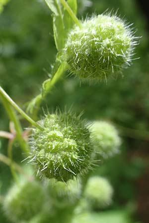 Urtica pilulifera \ Pillen-Brenn-Nessel / Roman Nettle, GR Athen, Mount Egaleo 10.4.2019