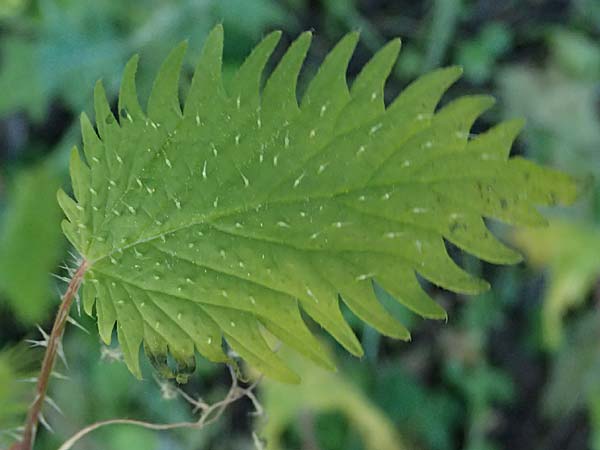 Urtica pilulifera \ Pillen-Brenn-Nessel / Roman Nettle, GR Hymettos 11.4.2024