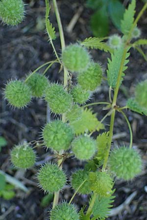 Urtica pilulifera \ Pillen-Brenn-Nessel / Roman Nettle, GR Hymettos 11.4.2024