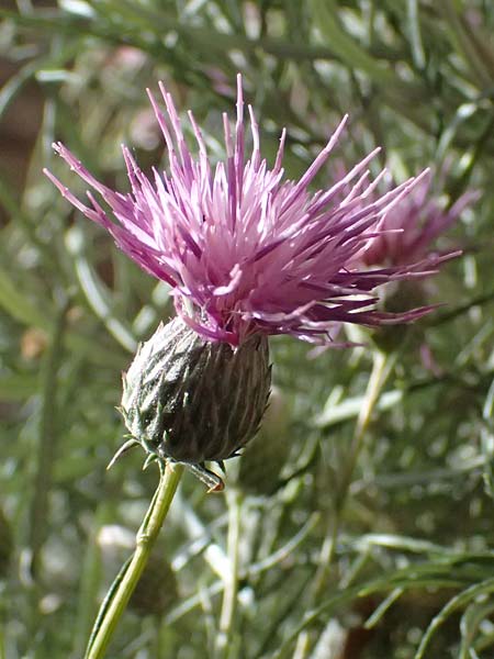 Ptilostemon chamaepeuce \ Scheinfichten-Elfenbeindistel, GR Peloponnes, Kalavryta 20.5.2024