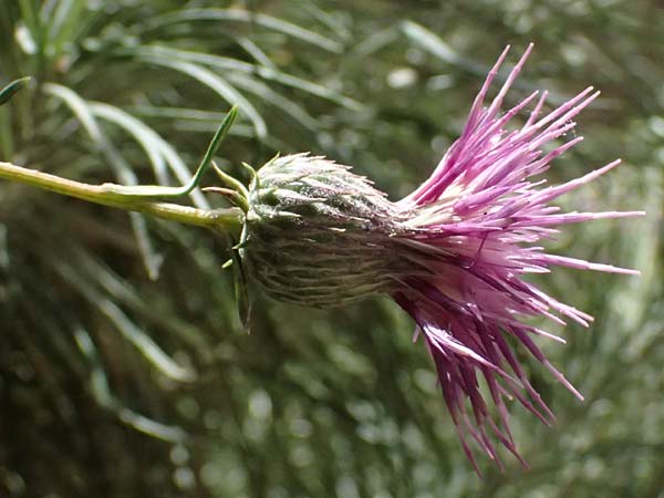 Ptilostemon chamaepeuce \ Scheinfichten-Elfenbeindistel, GR Peloponnes, Kalavryta 20.5.2024