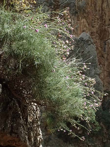 Ptilostemon chamaepeuce \ Scheinfichten-Elfenbeindistel, GR Peloponnes, Kalavryta 20.5.2024