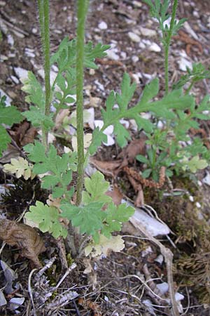 Papaver dubium subsp. confine \ Verkannter Saat-Mohn / Long-Headed Poppy, GR Zagoria, Kipi 18.5.2008