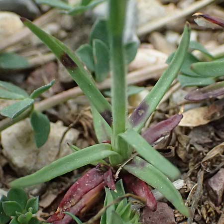Petrorhagia dubia \ Samt-Felsennelke / Hairy Pink, Velvet Pink, GR Peloponnes, Mt. Kyllini, Limni Dasiou 21.5.2024