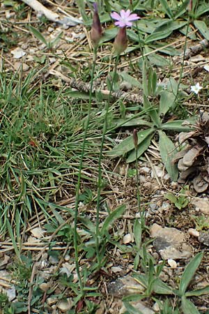 Petrorhagia dubia \ Samt-Felsennelke / Hairy Pink, Velvet Pink, GR Peloponnes, Mt. Kyllini, Limni Dasiou 21.5.2024