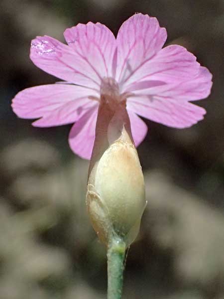 Petrorhagia glumacea \ Spelzen-Felsennelke, Peloponnes-Felsennelke / Peloponnese Pink, Glumed , GR Peloponnes, Diakopto 20.5.2024