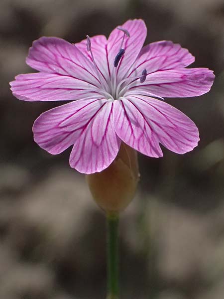 Petrorhagia glumacea \ Spelzen-Felsennelke, Peloponnes-Felsennelke / Peloponnese Pink, Glumed , GR Peloponnes, Diakopto 20.5.2024