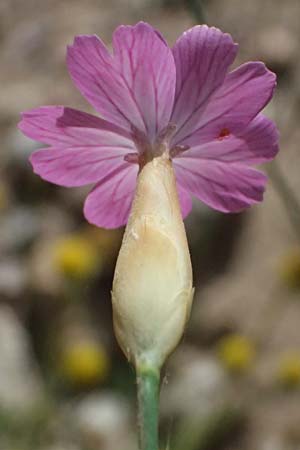 Petrorhagia glumacea \ Spelzen-Felsennelke, Peloponnes-Felsennelke / Peloponnese Pink, Glumed , GR Peloponnes, Diakopto 20.5.2024
