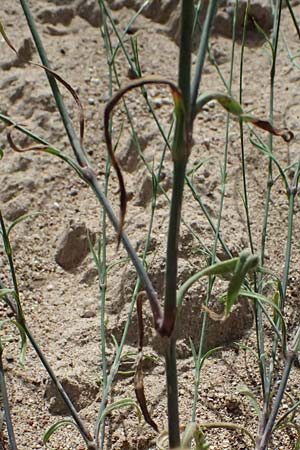 Petrorhagia glumacea \ Spelzen-Felsennelke, Peloponnes-Felsennelke / Peloponnese Pink, Glumed , GR Peloponnes, Diakopto 20.5.2024