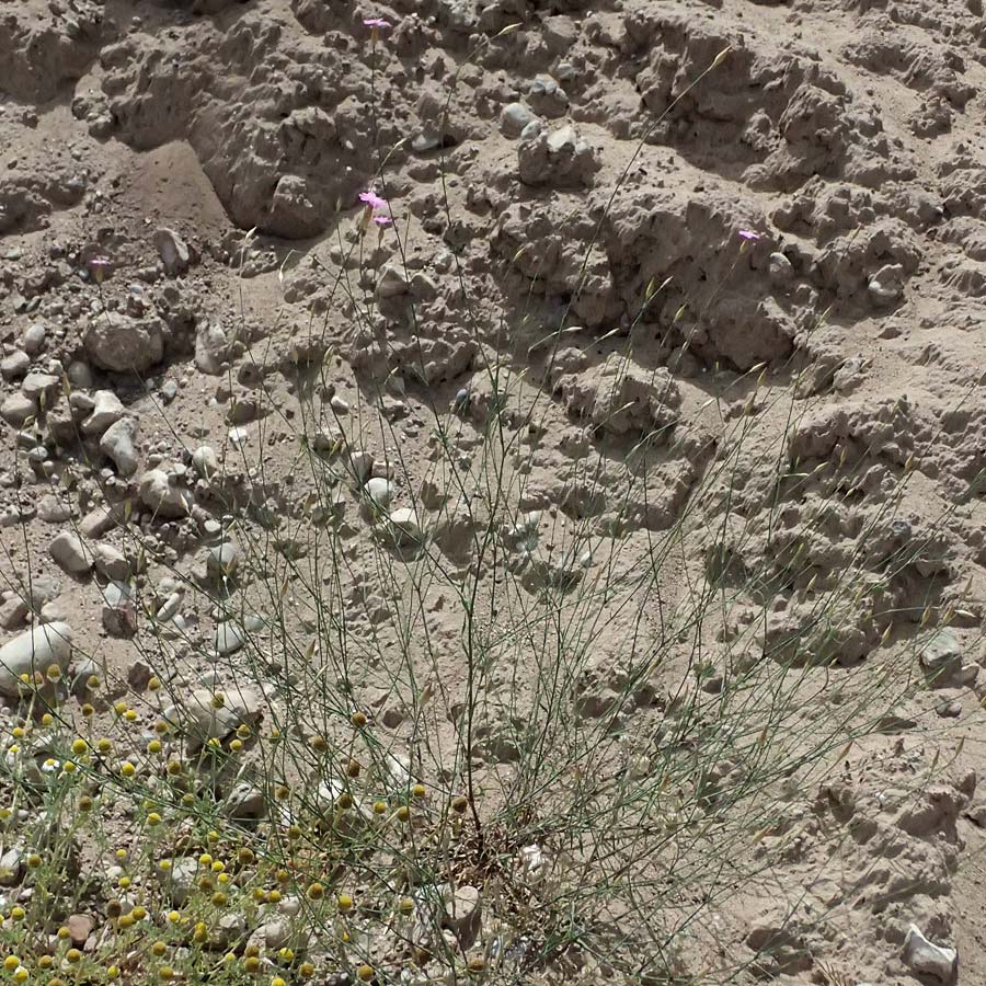 Petrorhagia glumacea \ Spelzen-Felsennelke, Peloponnes-Felsennelke / Peloponnese Pink, Glumed , GR Peloponnes, Diakopto 20.5.2024