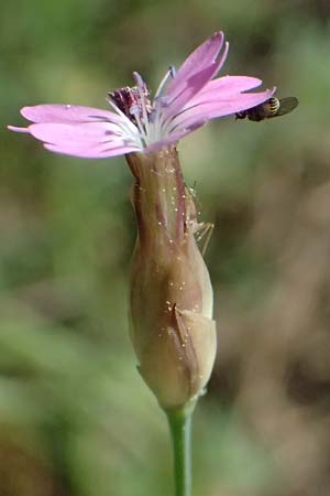 Petrorhagia prolifera \ Sprossende Felsennelke, Sprossendes Nelkenkpfchen / Proliferous Pink, GR Peloponnes, Chelmos, Limni Doxa 22.5.2024