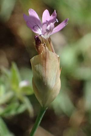 Petrorhagia prolifera \ Sprossende Felsennelke, Sprossendes Nelkenkpfchen / Proliferous Pink, GR Peloponnes, Chelmos, Limni Doxa 22.5.2024