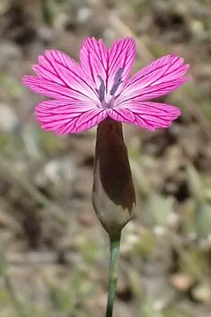Petrorhagia glumacea \ Spelzen-Felsennelke, Peloponnes-Felsennelke / Peloponnese Pink, Glumed , GR Peloponnes, Chelmos, Klitoria 23.5.2024