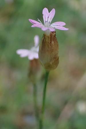 Petrorhagia dubia \ Samt-Felsennelke / Hairy Pink, Velvet Pink, GR Peloponnes, Taygetos 27.5.2024