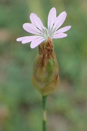 Petrorhagia dubia \ Samt-Felsennelke / Hairy Pink, Velvet Pink, GR Peloponnes, Taygetos 27.5.2024