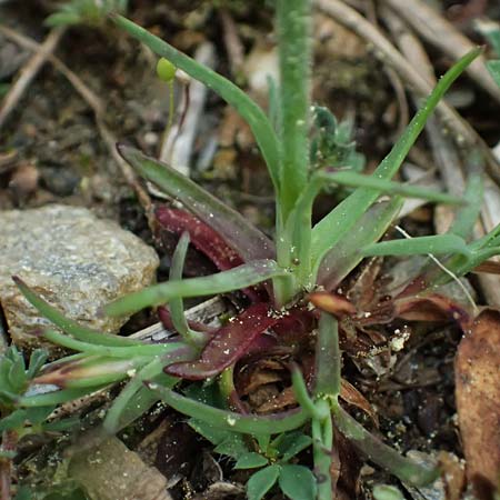 Petrorhagia dubia \ Samt-Felsennelke / Hairy Pink, Velvet Pink, GR Peloponnes, Taygetos 27.5.2024