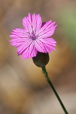 Petrorhagia glumacea \ Spelzen-Felsennelke, Peloponnes-Felsennelke / Peloponnese Pink, Glumed , GR Stymphalia 26.5.2014 (Photo: Gisela Nikolopoulou)