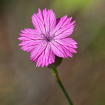 Petrorhagia glumacea \ Spelzen-Felsennelke, Peloponnes-Felsennelke / Peloponnese Pink, Glumed , GR Stymphalia 26.5.2014 (Photo: Gisela Nikolopoulou)