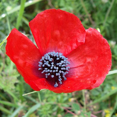 Papaver apulum \ Apulischer Mohn / Mediterranean Poppy, GR Dodoni 14.5.2008