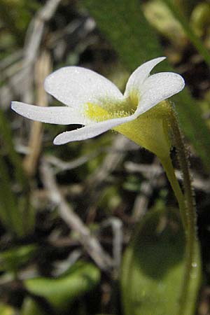Pinguicula hirtiflora \ Behaartes Fettkraut / Hairy Butterwort, GR Aoos-See / Lake Aoos 27.8.2007