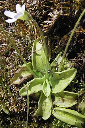 Pinguicula hirtiflora \ Behaartes Fettkraut / Hairy Butterwort, GR Aoos-See / Lake Aoos 27.8.2007
