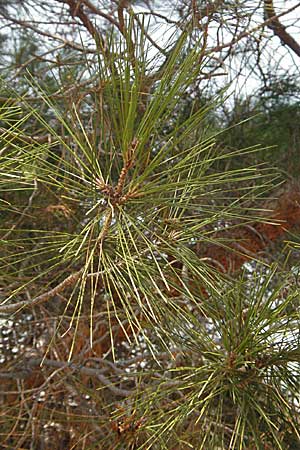 Pinus brutia \ Kalabrische Kiefer, Brutia-Kiefer / Calabrian Pine, GR Hymettos 31.8.2007